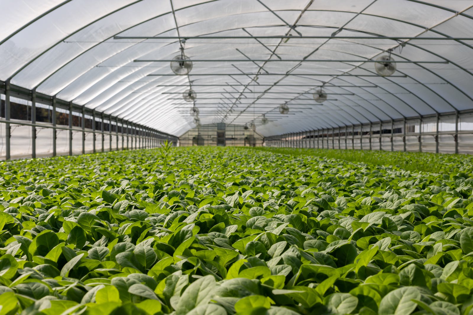 Field of Plants in Greenhouse, Agriculture & Farming Industry