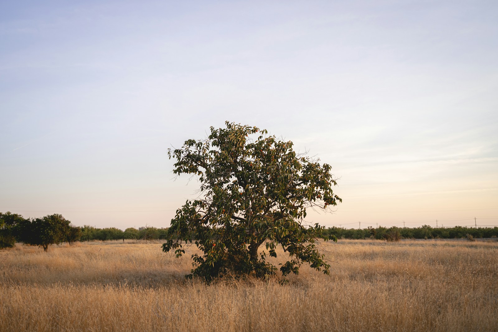 Clovis Marketing Company